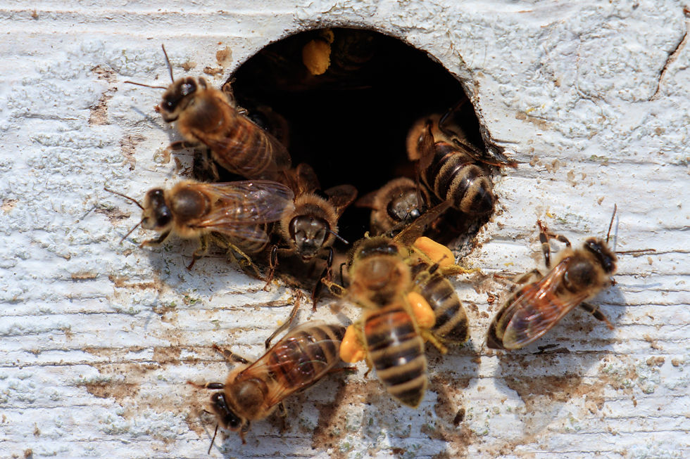 Honeybees entering a bee hive.