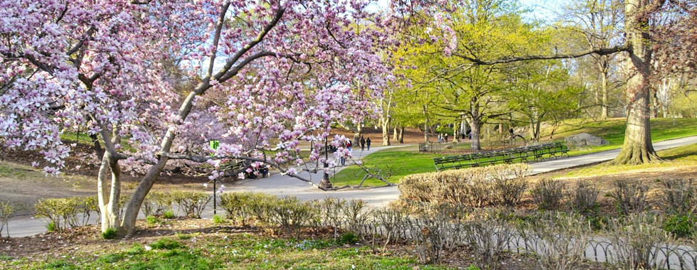 Cosa vedere a New York in 4 giorni: Central Park