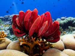 feather_star_IMG_2756_edited