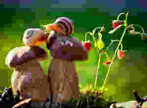 доброта-art-улитка-293332.jpeg