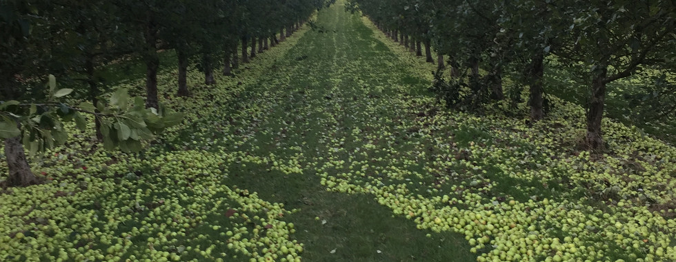 Swept Michelin Apples