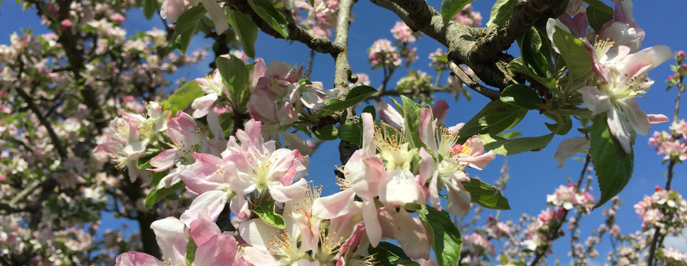 Michelin Apple Blossom
