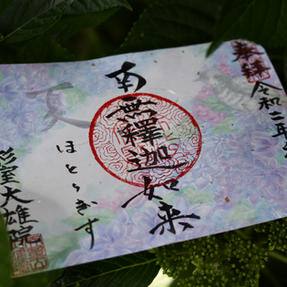 紫陽花