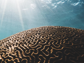 Brain Health & Nervous System