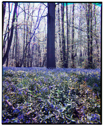 Bluebells