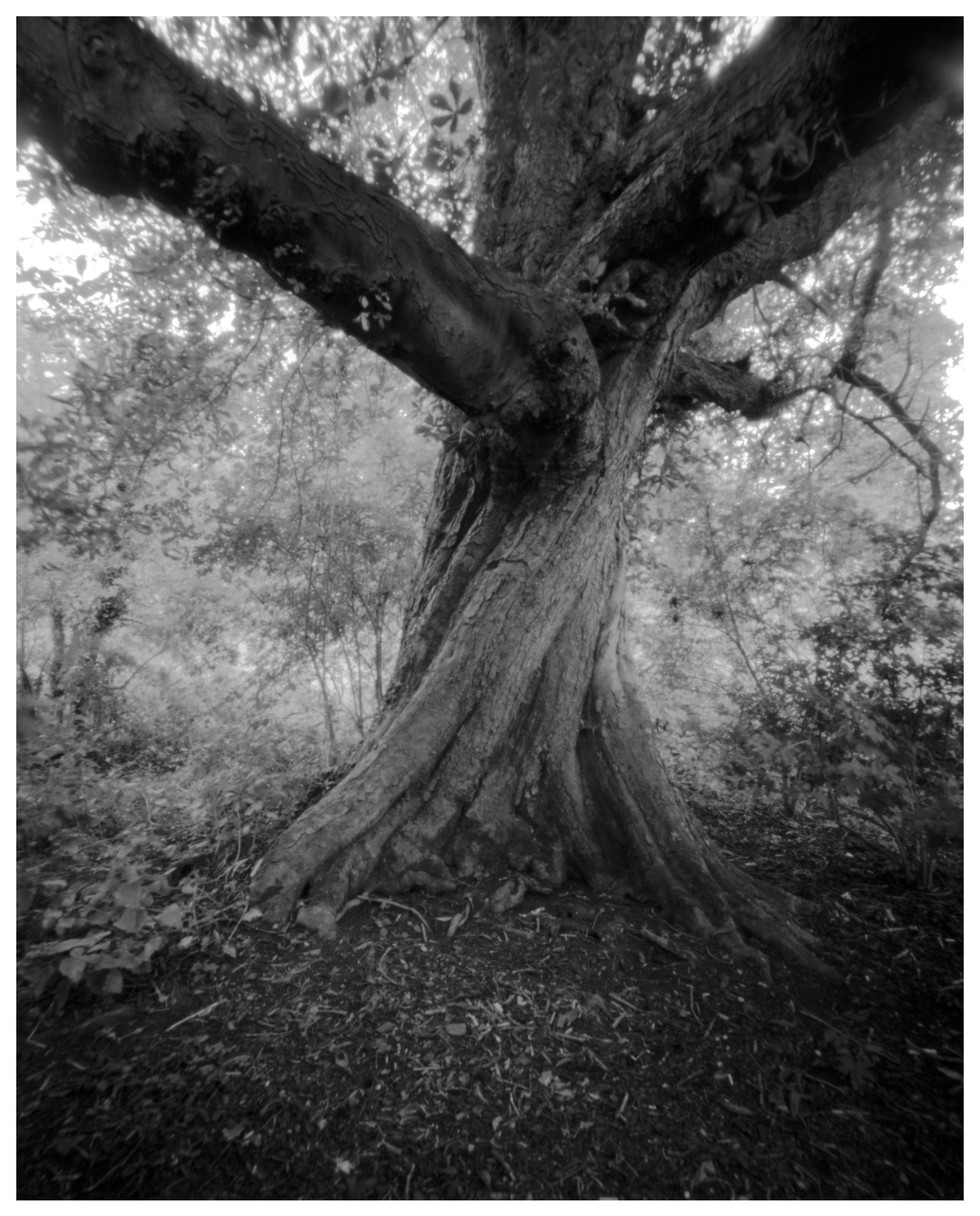 Twisted Chestnut
