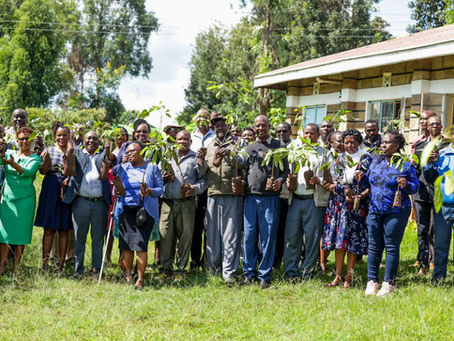 Maara MP Donates Hass Avocado Trees to 120 Schools