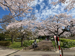 桜満開🌸
