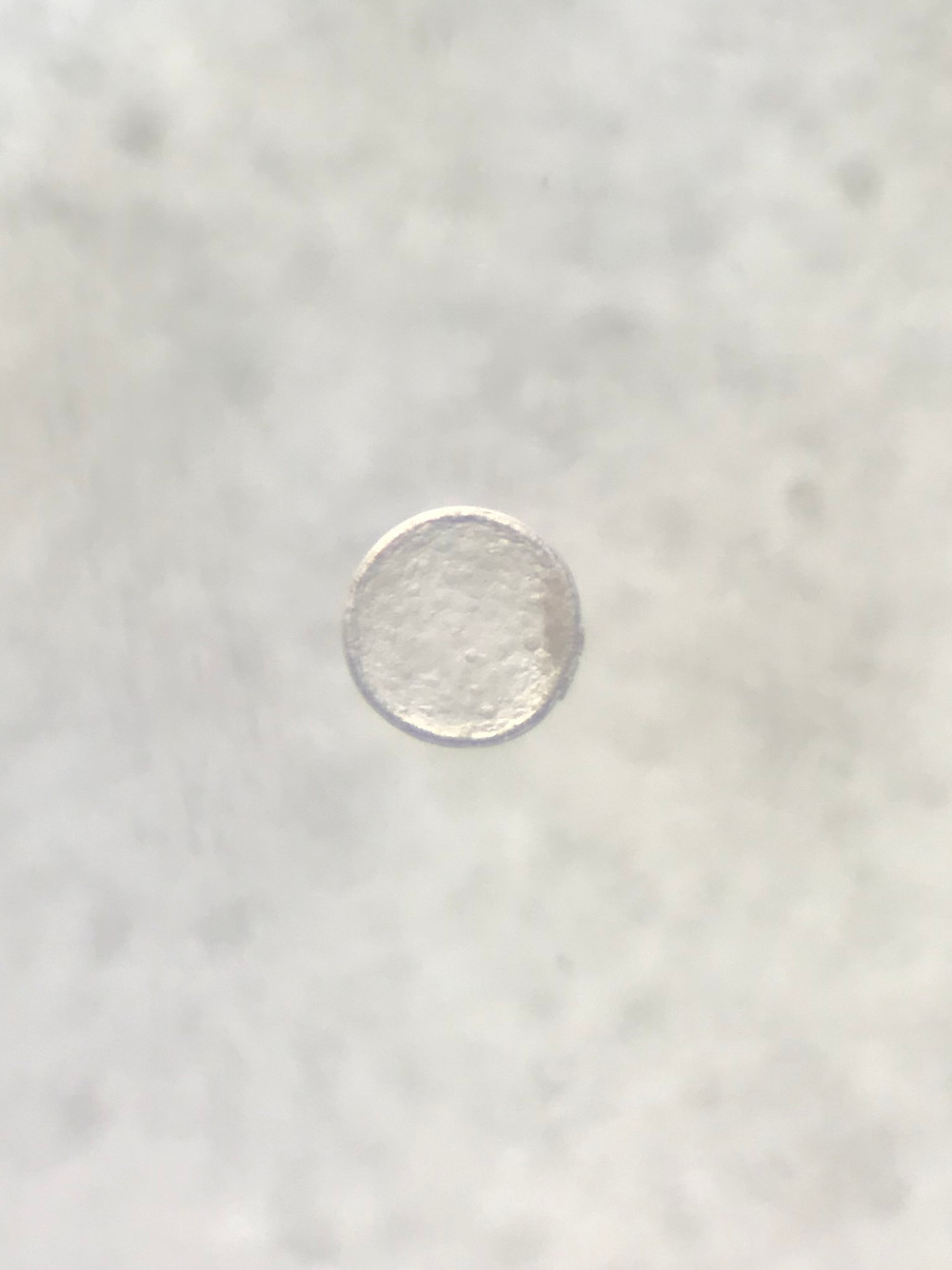 Embryo from Gaudi x Sezuan x Riccione