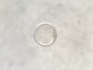 Successful embryo flush from Gaudi x Izabella!