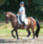 Victor in piaffe