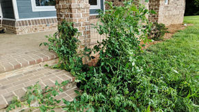 Hooray for Volunteers!