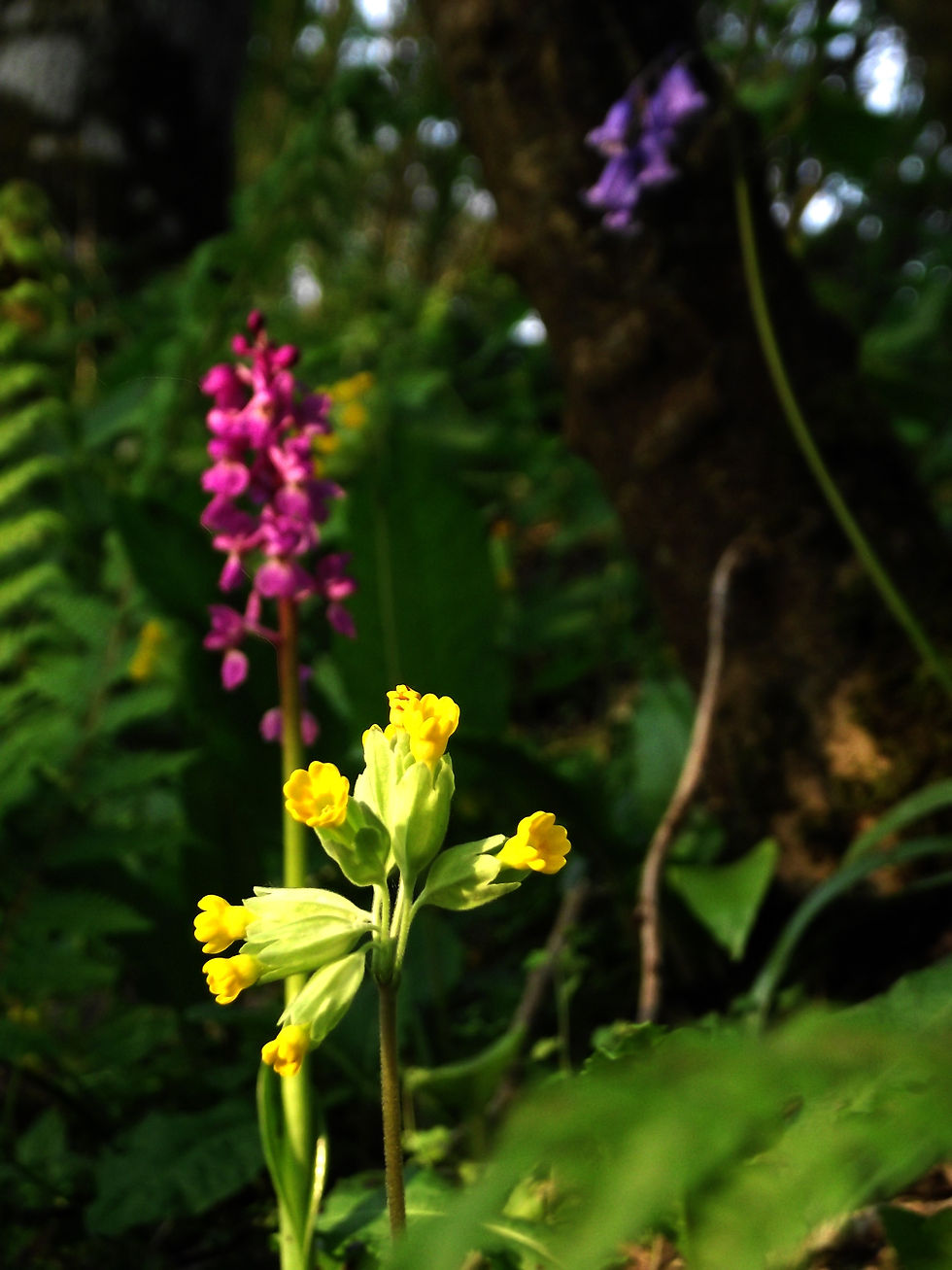 Flowers...