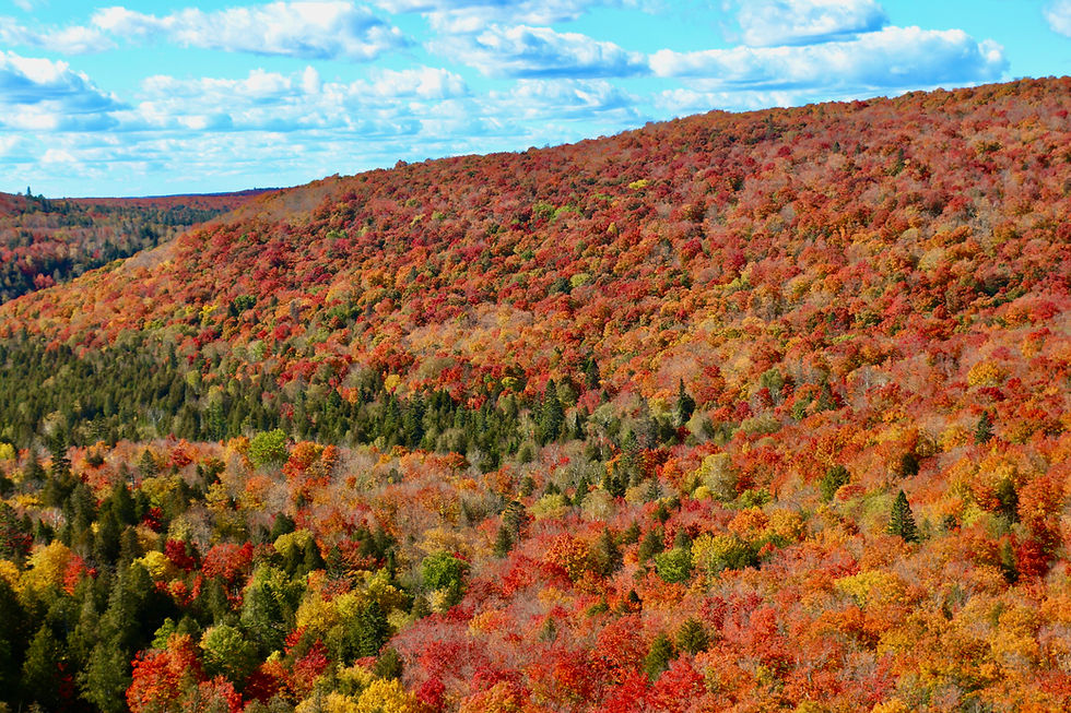 Fall Colors in Lutsen, MN. Photo by Sandy.