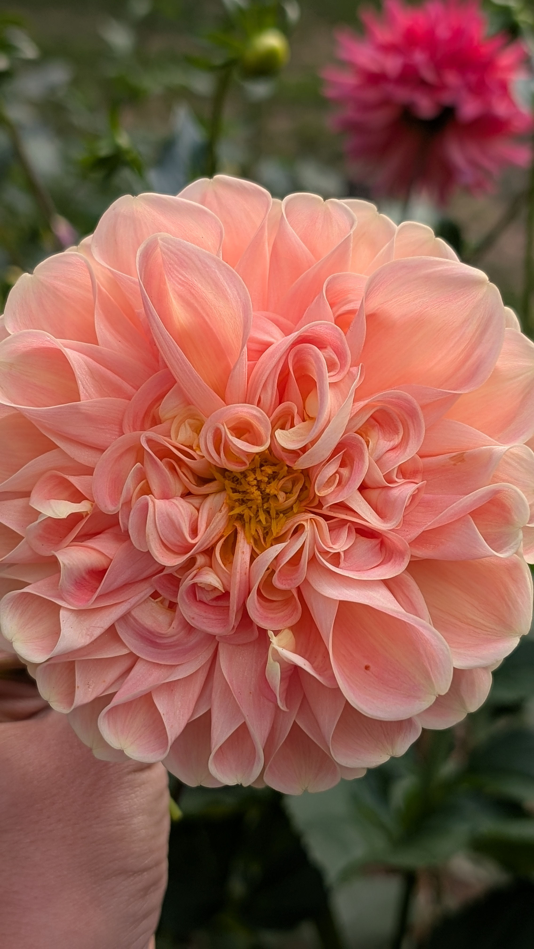 Crichton Honey - Dahlia Tuber