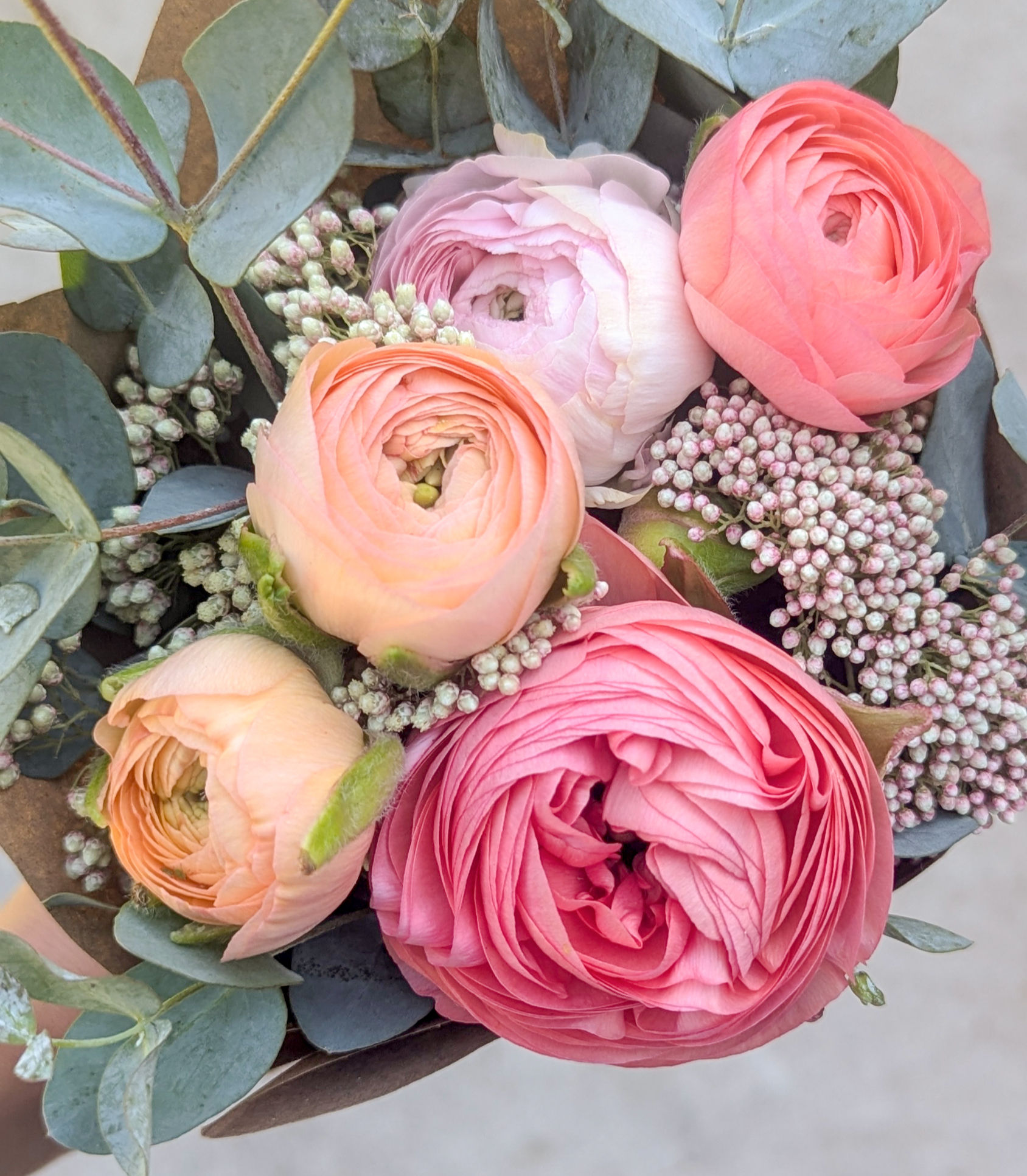 Ranunculus Plant - Mystery Color - Potted Plant