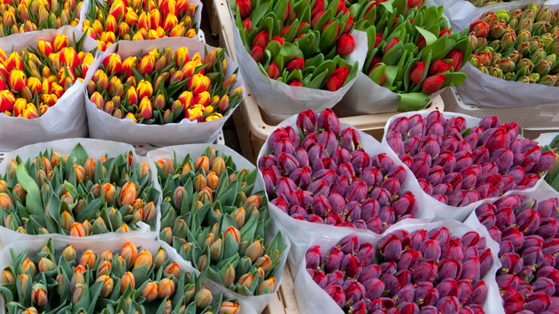 Colorful varieties of tulips displayed at a market in The Netherlands