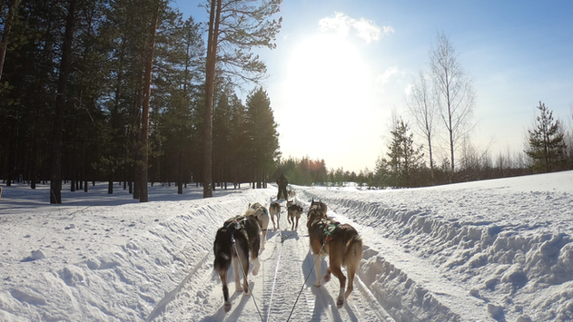 A sled pulled by dogs in a winter landscape in Finland