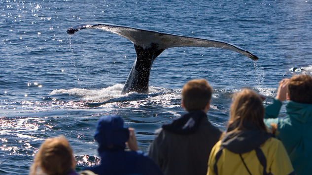 Whale watching in Iceland