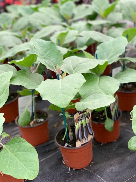 PLANT D'AUBERGINE GREFFE LONGUE NOIRE  GODET DIAM12