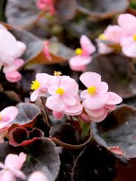Miniature : BEGONIA FEUILLAGE POURPRE  MELANGE  BARQUETTE DE 10 GODETS DIAM 7