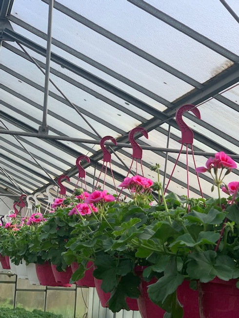 SUSPENSION LIERRE ROSE COEUR FONCE.jpg