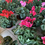 Miniature : Cyclamen diam 14 