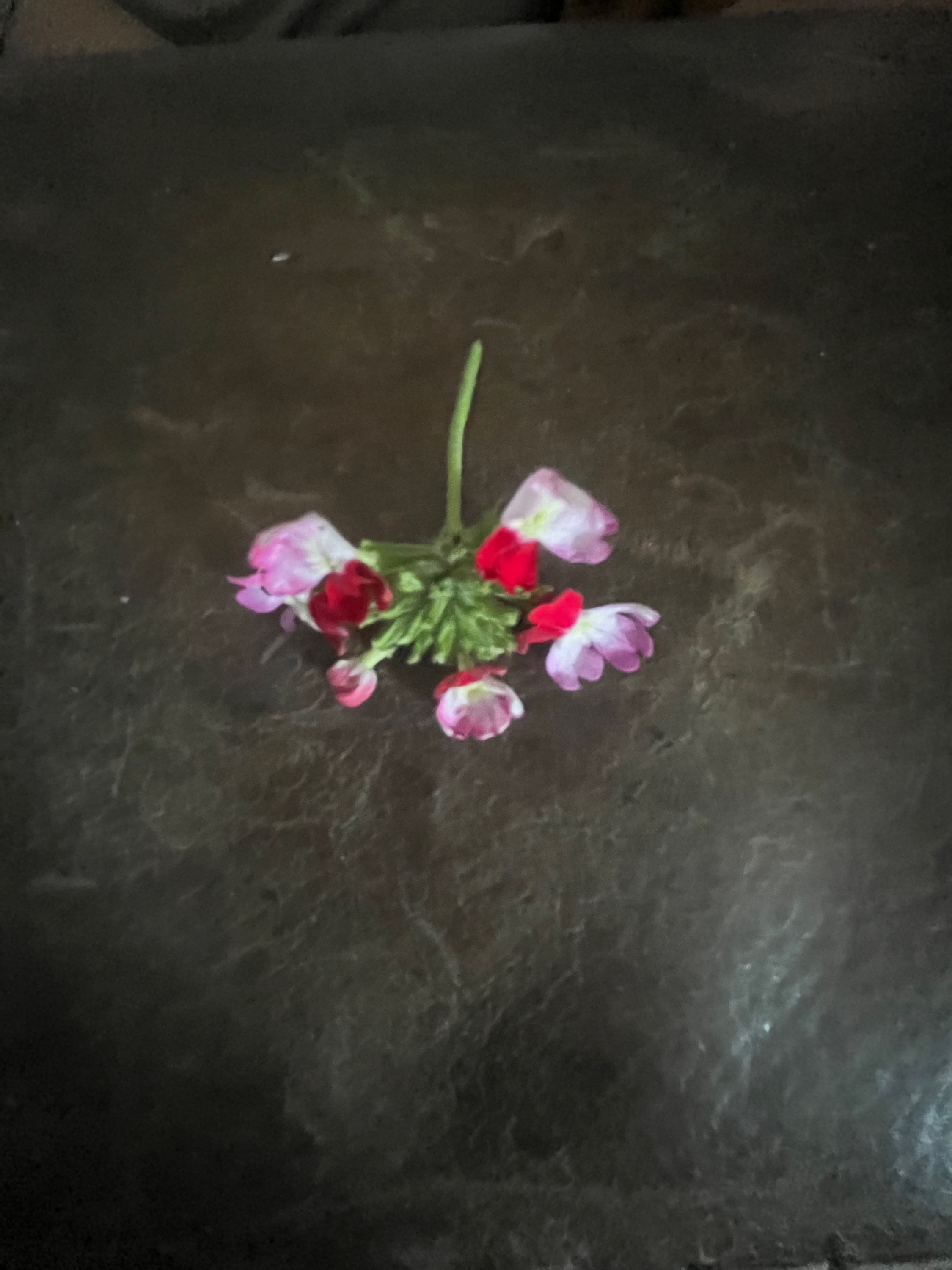 VERVEINE PARME/ROUGE POT DIAM10 VIVACE