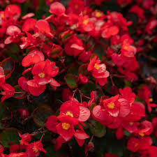Miniature : BEGONIA FEUILLAGE POURPRE  MELANGE  BARQUETTE DE 10 GODETS DIAM 7