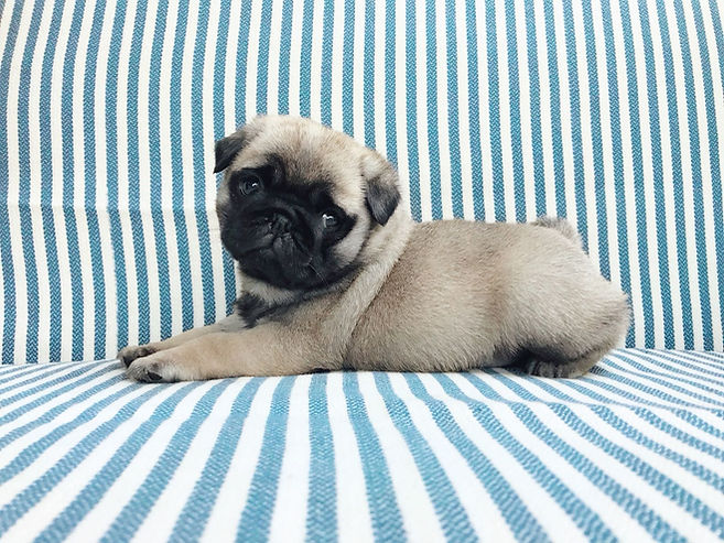 baby.jpeg
