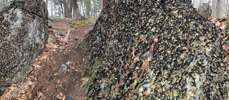 April 21. Abundant life in inhospitable places - To Bateman's Pond