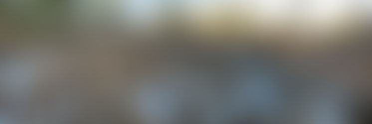 Jan. 7. Evasive species: muskrat, bobcat & owl - To Ministerial Swamp