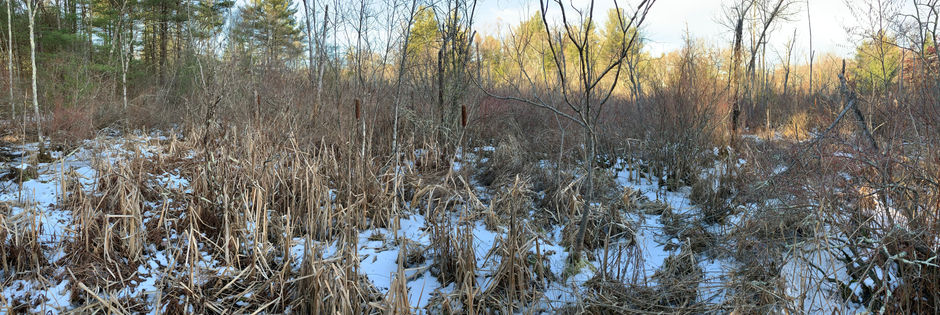 Jan. 7. Evasive species: muskrat, bobcat & owl - To Ministerial Swamp