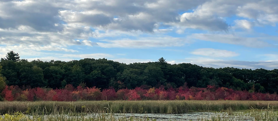 Sept. 19. An autumnal tinted Celebration of Life - To Great Meadows