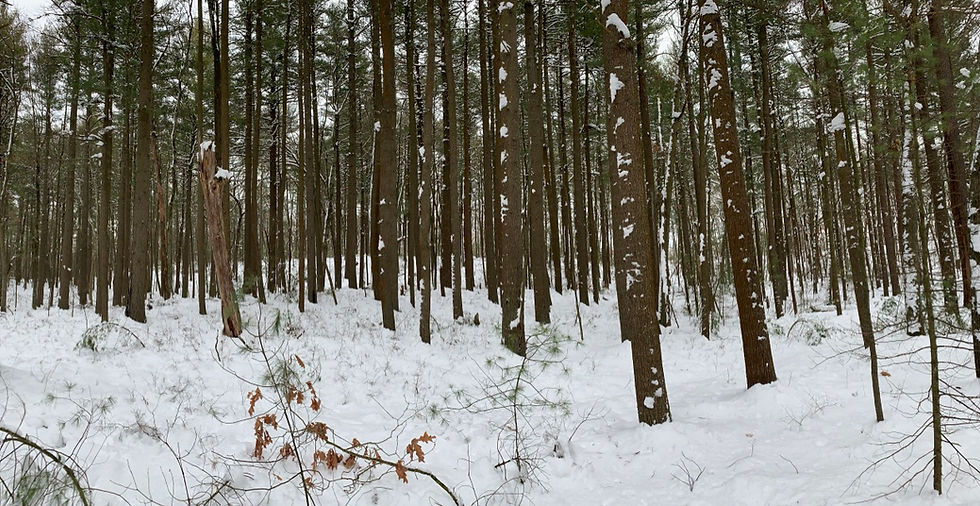 Masts of white pine in Hosmer Land after heavy snowfall, Concord Land Conservation Trust land in Concord, Massachusetts.