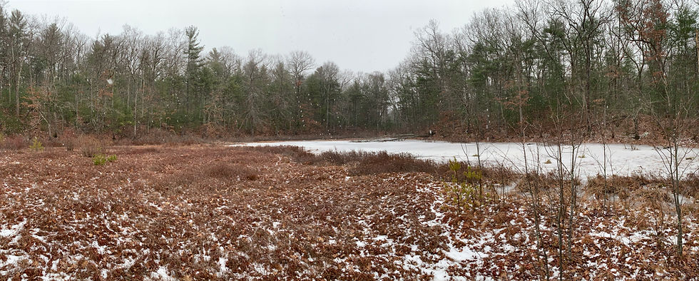 The largest of Thoreau’s Andromeda Ponds with warm reddish hue from the leatherleaf shrubs, Andromeda calyculata, located in Wright Woods, Concord, Massachusetts..