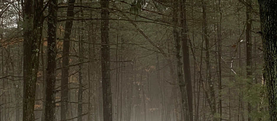 Feb. 16. Foggy atmospherics & brilliant lichens - To Walden, Emerson Cliff & Heywood Brook