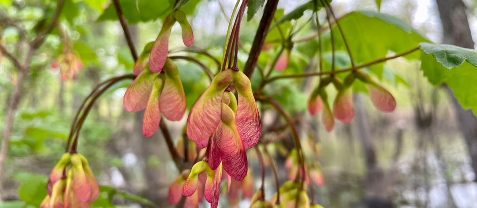 May 16. Burgeoning lupines, kaleidoscopic seed bouquets & a conversation with a creeper - To Copan