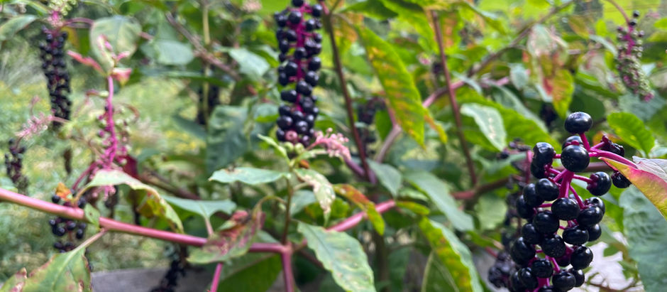 Sept. 10. Blood, heat & luxuriance: a purple current in Nature’s veins - To Grape Cliff