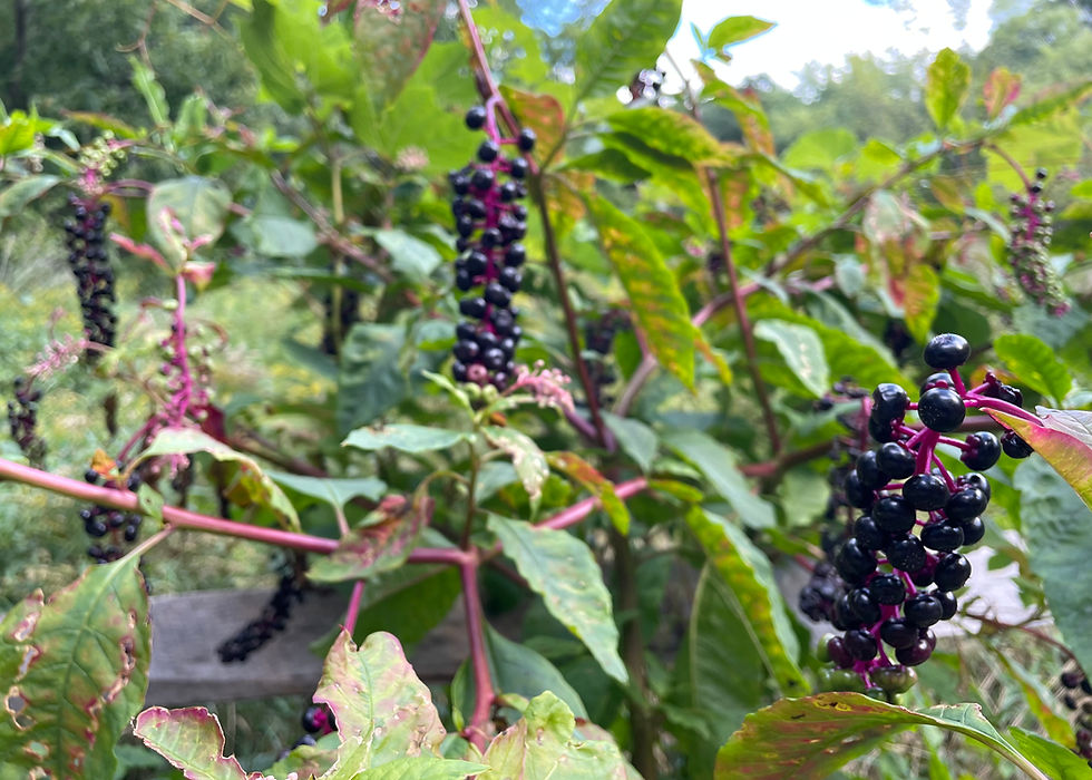 Rich, ripe clusters of purple berries on pokeweed plants at trailhead along Sudbury River to Fairhaven Bay, Concord,MA