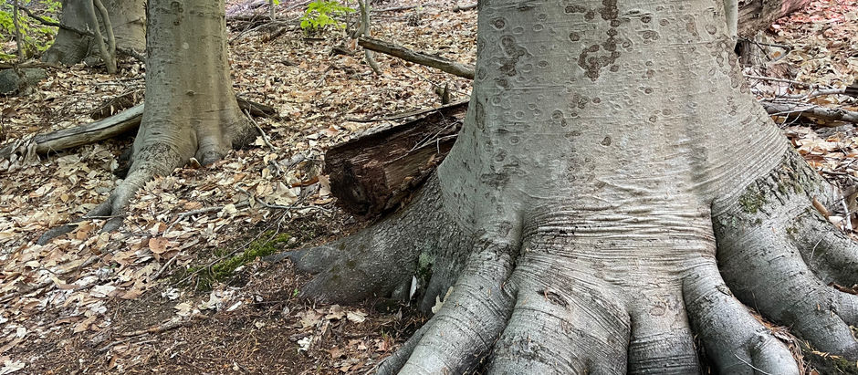 May 15. A Thoreau shrine, bountiful blooms & creature encounters - To Beeches at Thoreau Institute