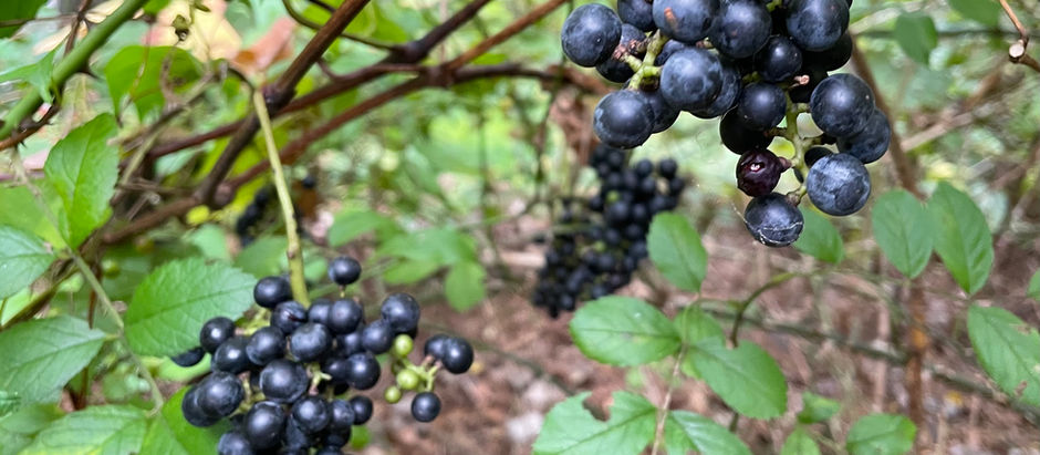 Sept. 16. Wild fruits, including Thoreau's Musketaquid brand grapes - To Hubbard Field & river