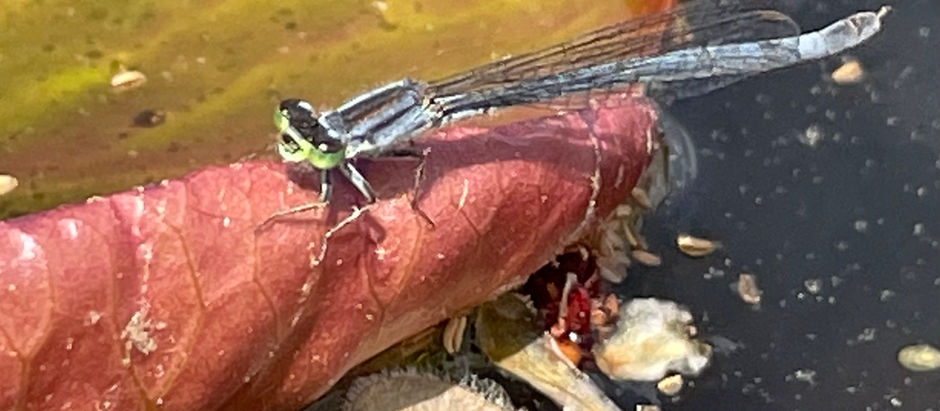 May 18. Flying devils, floating wings & feathered waders - Up Sudbury River to Nut Meadow Brook