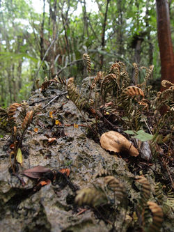 Undergrowth - Cayman Island