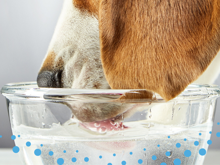 dog drinking out of a glass water bowl