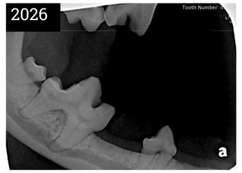 x-rays of teeth exhibiting severe periodontal disease in 6 year old Pomeranian