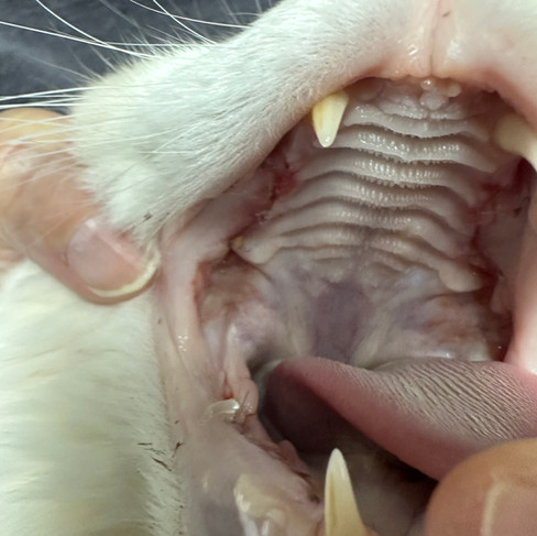 recheck of cat with caudal mouth extractions and periovive treatment