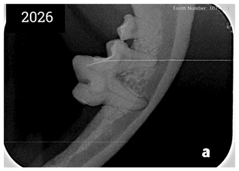 x-rays of teeth exhibiting severe periodontal disease in 6 year old Pomeranian