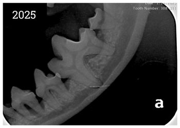 x-rays of teeth exhibiting severe periodontal disease in 6 year old Pomeranian