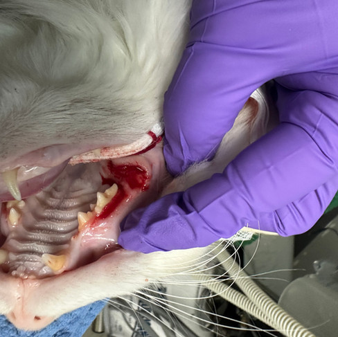 caudal mouth extractions on cat and periovive treatment